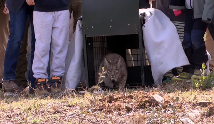 El atropello de la lince Vouga evidencia el principal riesgo para la especie en Castilla y León