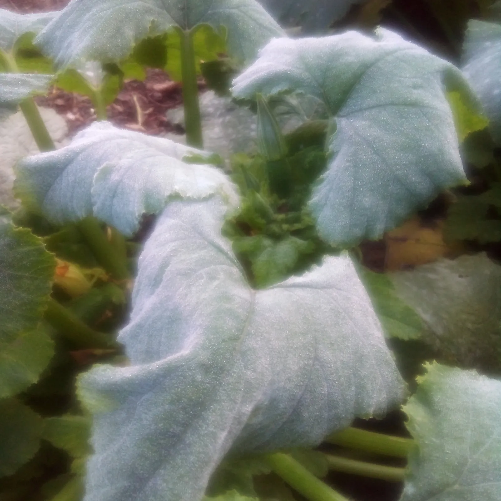 Foto 2 - Espejo de Tera registra la primera helada de la temporada con -0,4&ordm;C