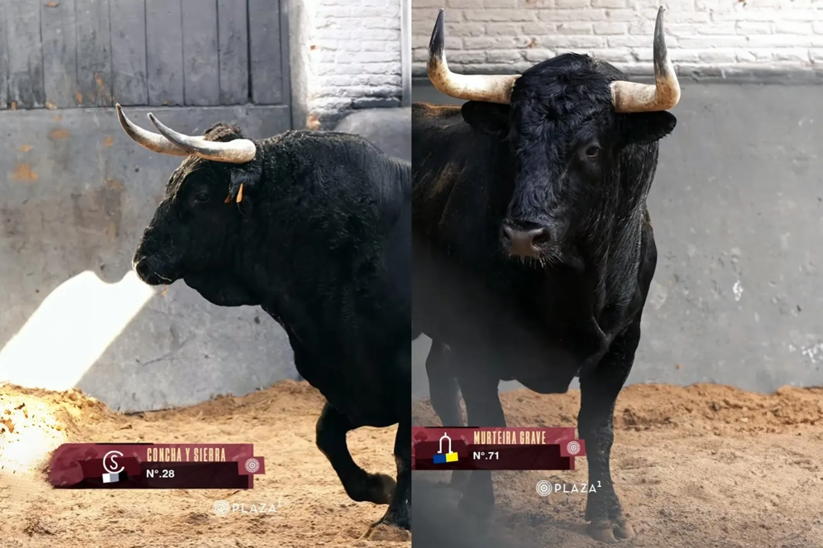 Foto 2 - V&iacute;deo: Estos son los astados con los que Rub&eacute;n Sanz se confirmar&aacute; en Las Ventas