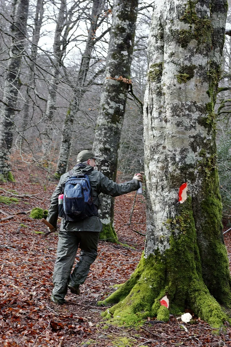 Foto 2 - Del aula al bosque: aprende sobre se&ntilde;alamiento forestal en Almaz&aacute;n