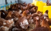 Foto 1 - Un brote de gripe aviar en Valladolid obliga al sacrifico de 760.000 gallinas