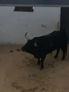 Foto 14 - Soria se vuelca con Rub&eacute;n Sanz en una tarde 'para la historia' en Las Ventas