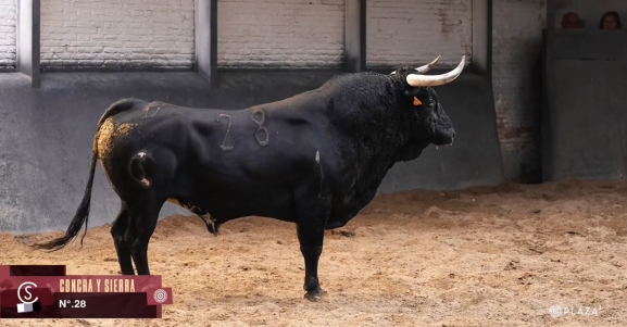 Vídeo: Estos son los astados con los que Rubén Sanz se confirmará en Las Ventas