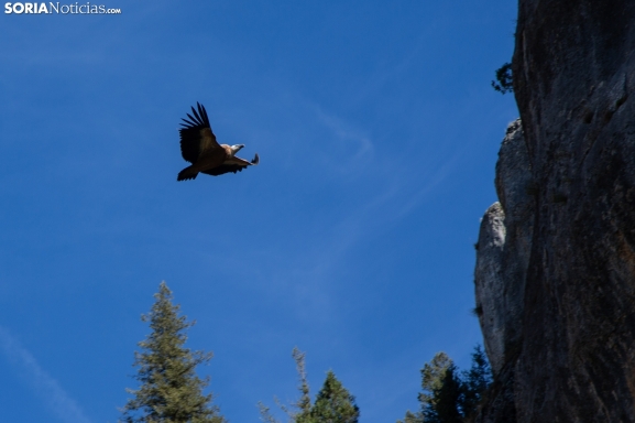 Dónde ver buitres en Soria: cinco paraísos naturales para celebrar su Día Internacional