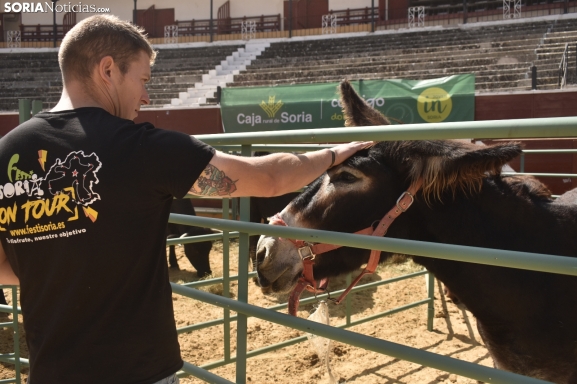 GALERÍA | Mucha y buena raza en la Feria Ganadera de Soria
