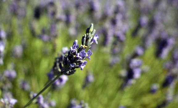 Taller de emprendimiento verde en Soria: curso de plantas aromáticas