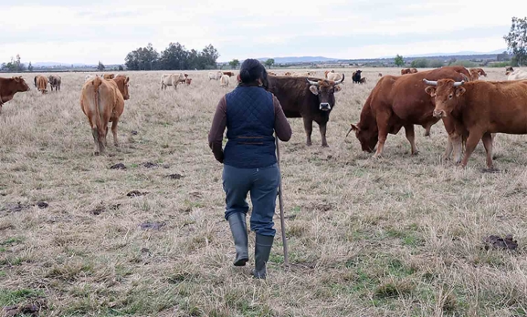 La Junta ofrece un curso de Extensión Agraria Digital para ganaderos
