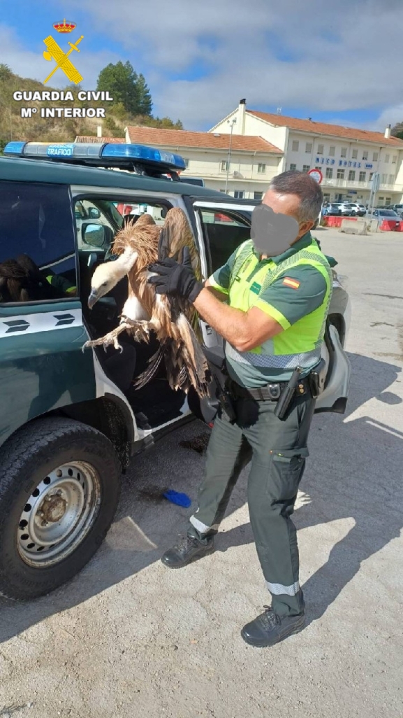 La Guardia Civil rescata un buitre leonado en la autovía A-2 en Soria