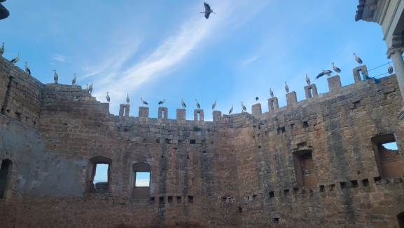 Las cigüeñas que se quedan en Soria y ya no migran a África