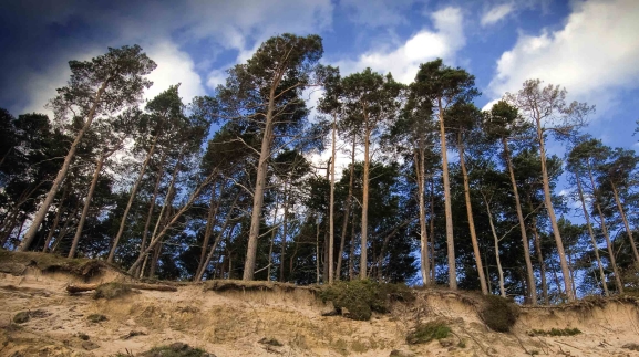 El Gobierno de España canaliza fondos europeos de la PAC para apoyar la planificación forestal en Castilla y León