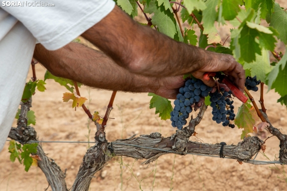 UPA Soria pide eximir de inspecciones la vendimia familiar