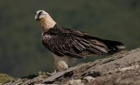 El regreso del quebrantahuesos a Soria: un nacimiento en el Moncayo que puede afianzar el futuro de la especie