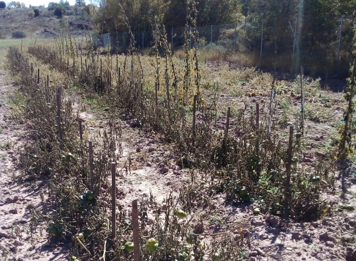 Las heladas en Soria arruinan las huertas por segundo año