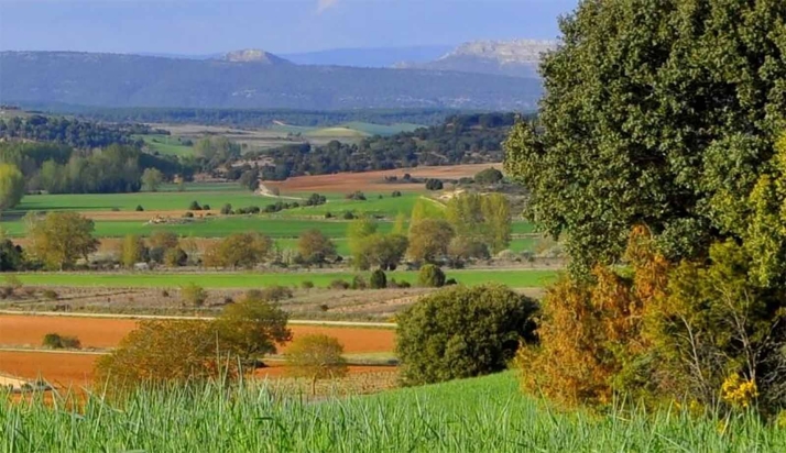 Casi 500 hectáreas del monte de Alcubilla de Avellaneda aseguran su futuro sostenible con un nuevo plan de gestión