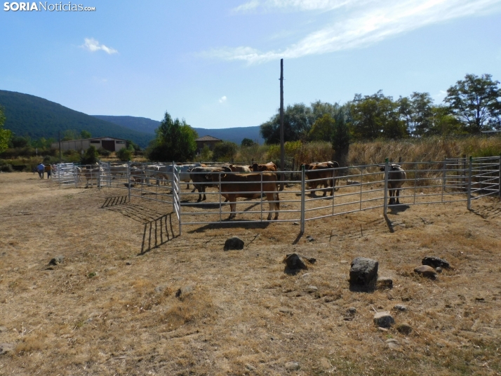 Feria Ganadera de Vinuesa.