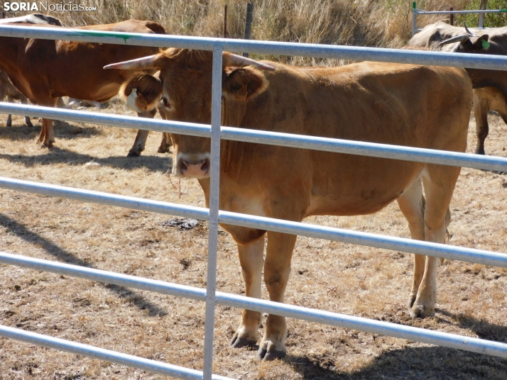 Feria Ganadera de Vinuesa.
