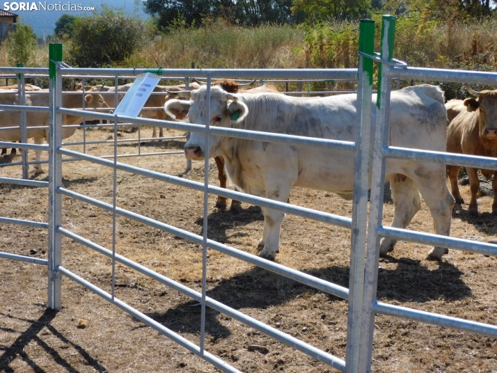 Feria Ganadera de Vinuesa.