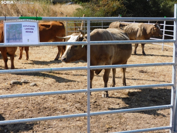 Feria Ganadera de Vinuesa.