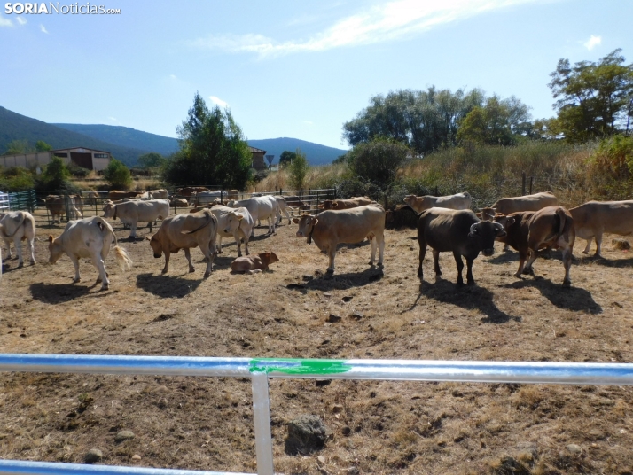 Feria Ganadera de Vinuesa.