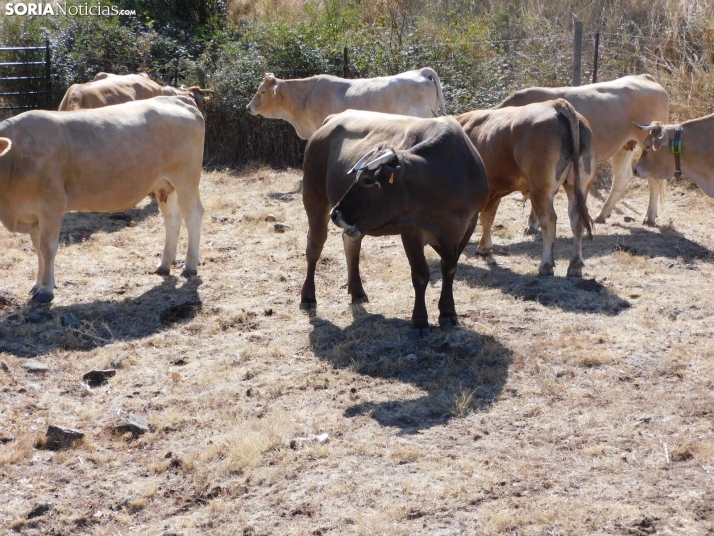 Feria Ganadera de Vinuesa.