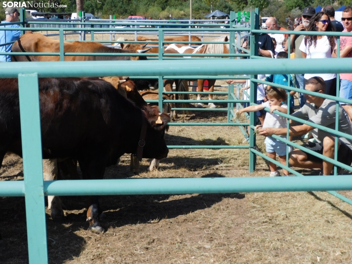Feria Ganadera de Vinuesa.