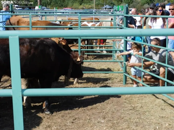 Feria Ganadera de Vinuesa.