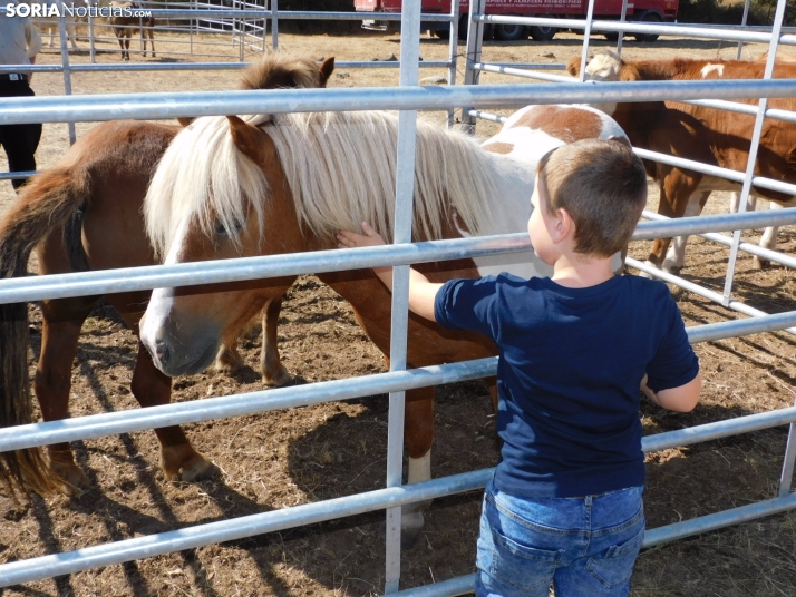 Feria Ganadera de Vinuesa.
