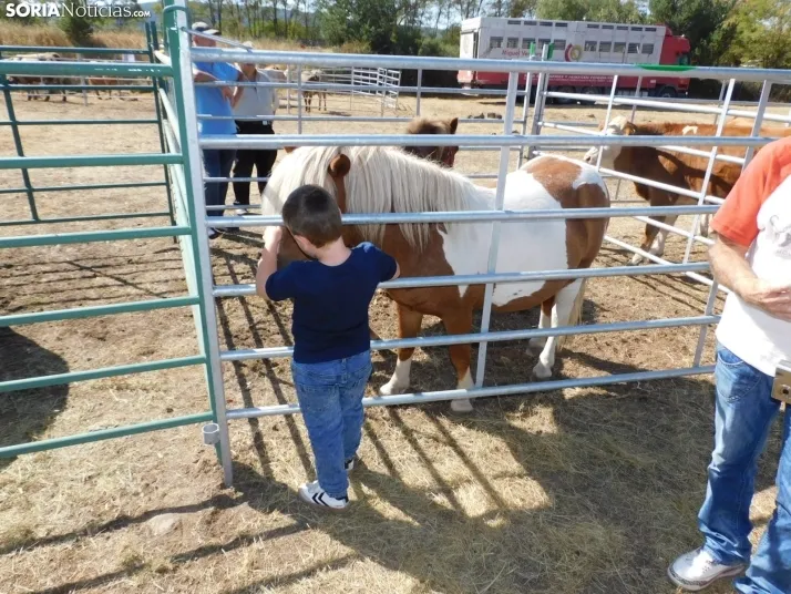 Feria Ganadera de Vinuesa.