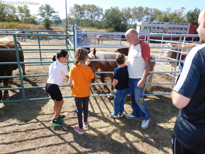 Feria Ganadera de Vinuesa.