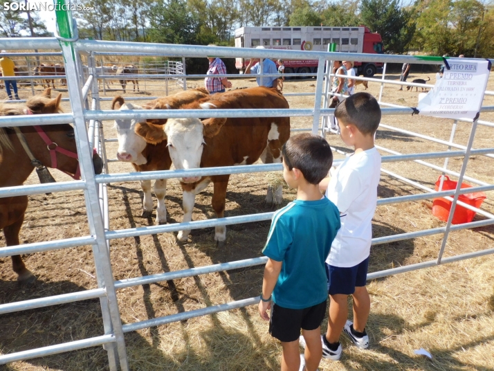 Feria Ganadera de Vinuesa.