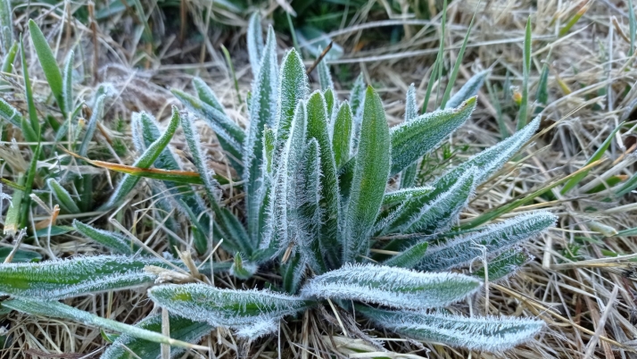 Las temperaturas se recuperan en Soria tras una madrugada con heladas y niebla