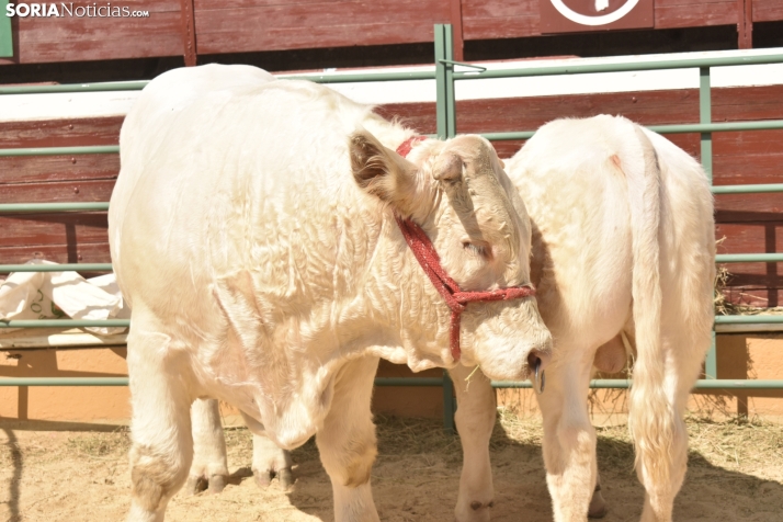Buen ambiente en la Feria Ganadera de Soria. 
