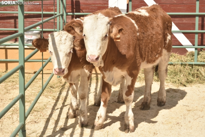 Buen ambiente en la Feria Ganadera de Soria. 