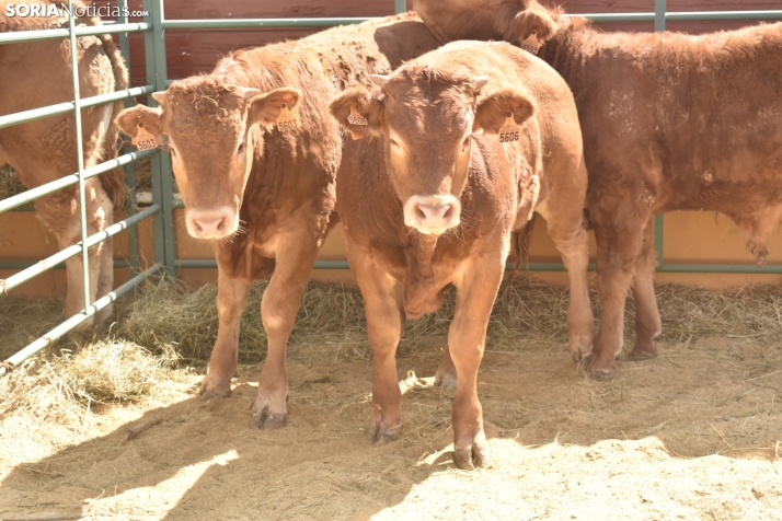 Buen ambiente en la Feria Ganadera de Soria. 