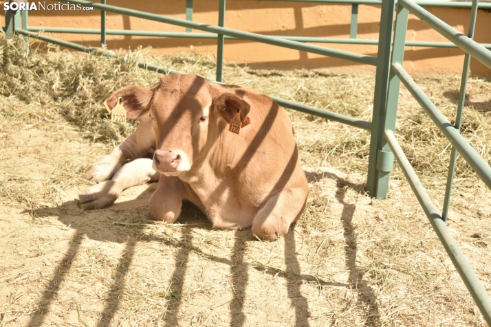 Buen ambiente en la Feria Ganadera de Soria. 
