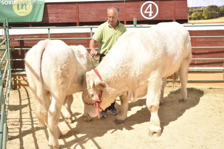 Buen ambiente en la Feria Ganadera de Soria. 