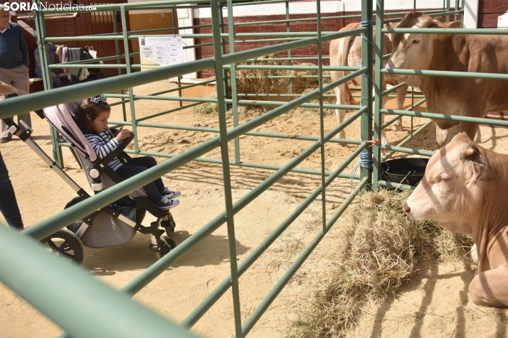 Buen ambiente en la Feria Ganadera de Soria. 