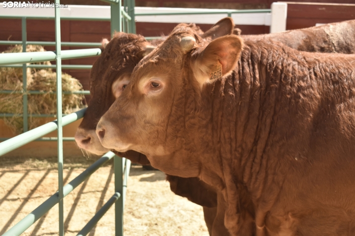 Buen ambiente en la Feria Ganadera de Soria. 