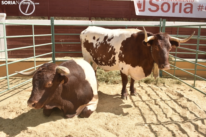 Buen ambiente en la Feria Ganadera de Soria. 