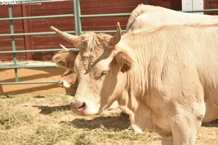 Buen ambiente en la Feria Ganadera de Soria. 