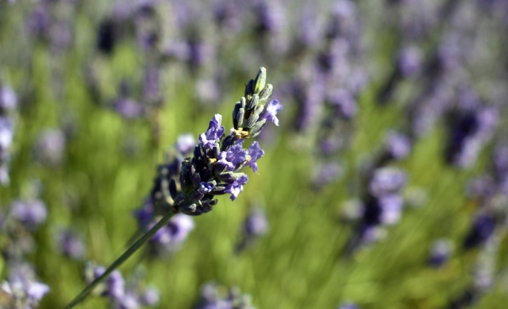 Cesefor lanza en Soria un taller sobre emprendimiento con plantas aromáticas y medicinales