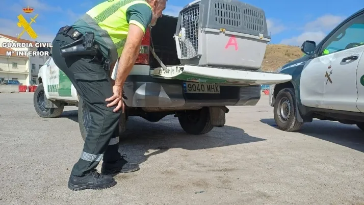 Foto 2 - La Guardia Civil rescata a un buitre leonado desorientado en la mediana de la A-2 en Medinaceli
