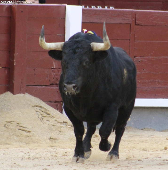 Las Ventas hoy con Rubén Sanz. Santos Gómez