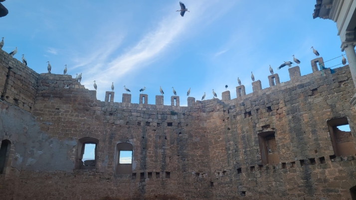 Las cig&uuml;e&ntilde;as que se quedan en Soria y ya no migran a &Aacute;frica