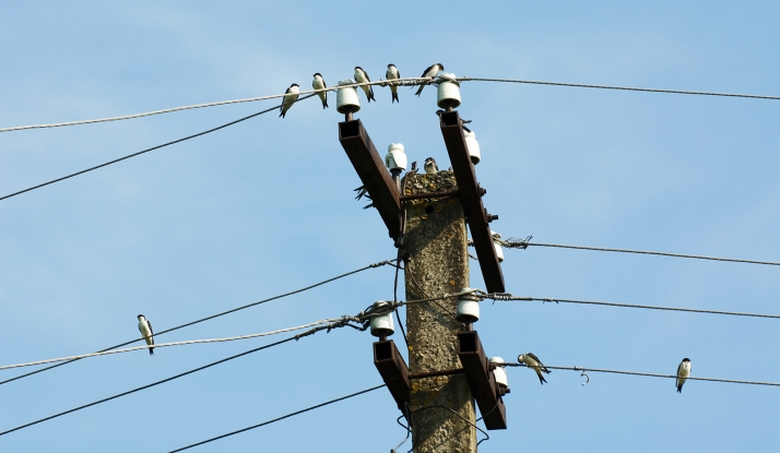 Sustitución de 45 postes antiguos por una nueva línea eléctrica más moderna en San Pedro Manrique