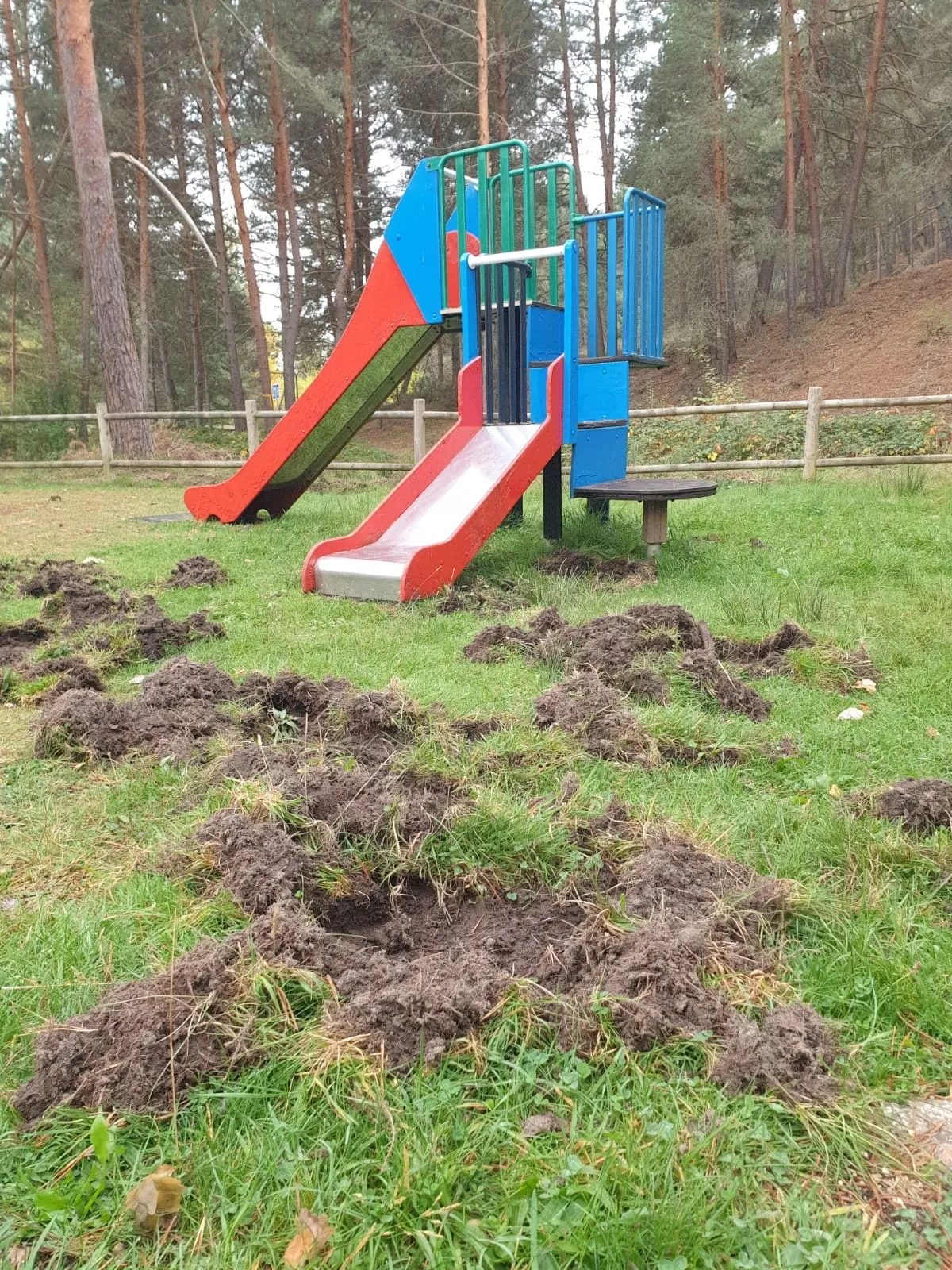 Foto 2 - Los jabal&iacute;es causan graves destrozos en las inmediaciones del campo de f&uacute;tbol de San Leonardo