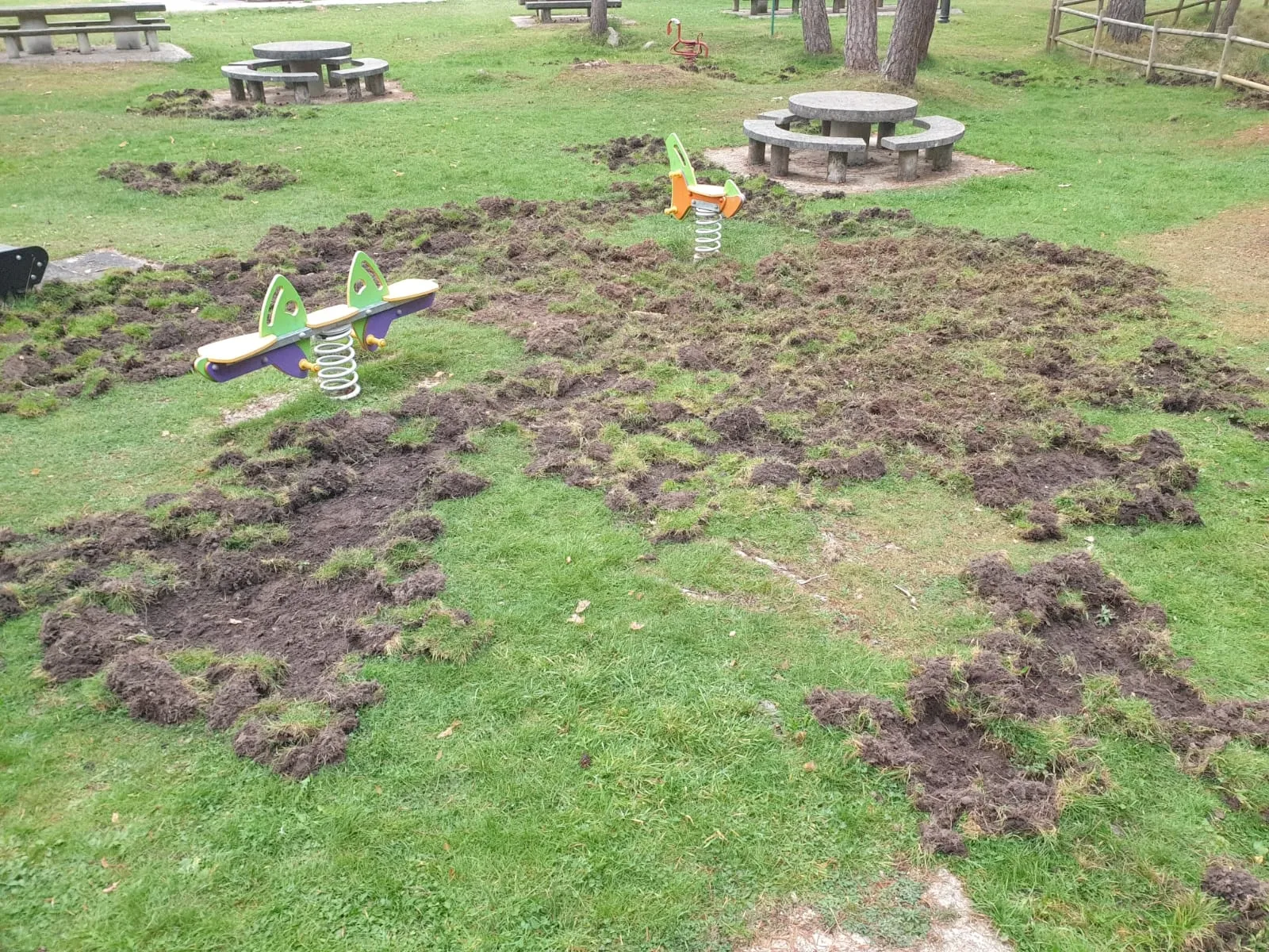 Foto 8 - Los jabal&iacute;es causan graves destrozos en las inmediaciones del campo de f&uacute;tbol de San Leonardo