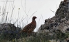 Una perdiz en un monte soriano. /PC