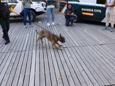 Exhibición de la Guardia Civil en Soria.
