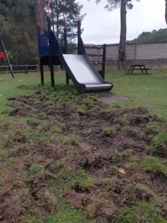 Foto 4 - Los jabal&iacute;es causan graves destrozos en las inmediaciones del campo de f&uacute;tbol de San Leonardo